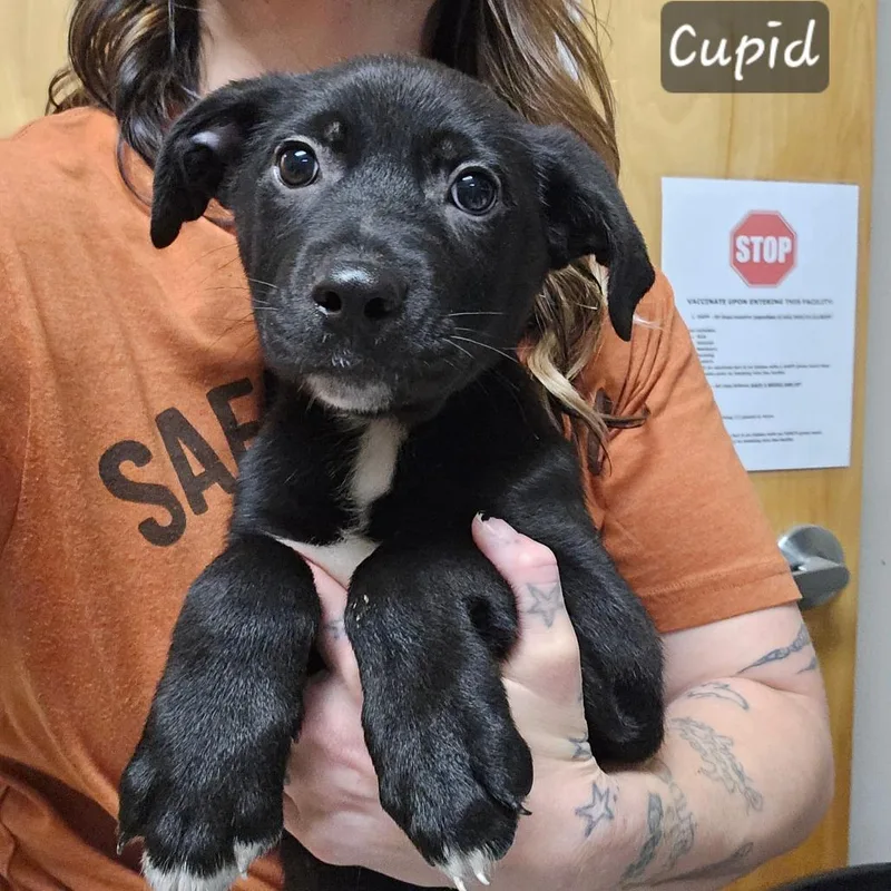 Cupid  U thumbnail 2