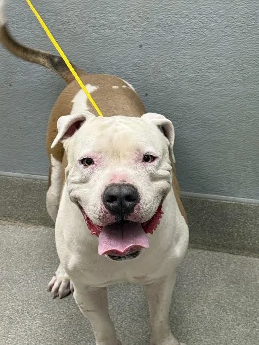 An adult large-sized male Pit Bull Terrier dog named Munchie for adoption in Las Vegas, NV