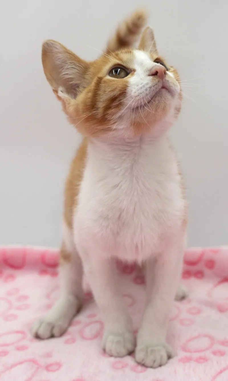 An adult medium-sized male Domestic Short Hair cat named Cheddar for adoption in Bowling Green, KY