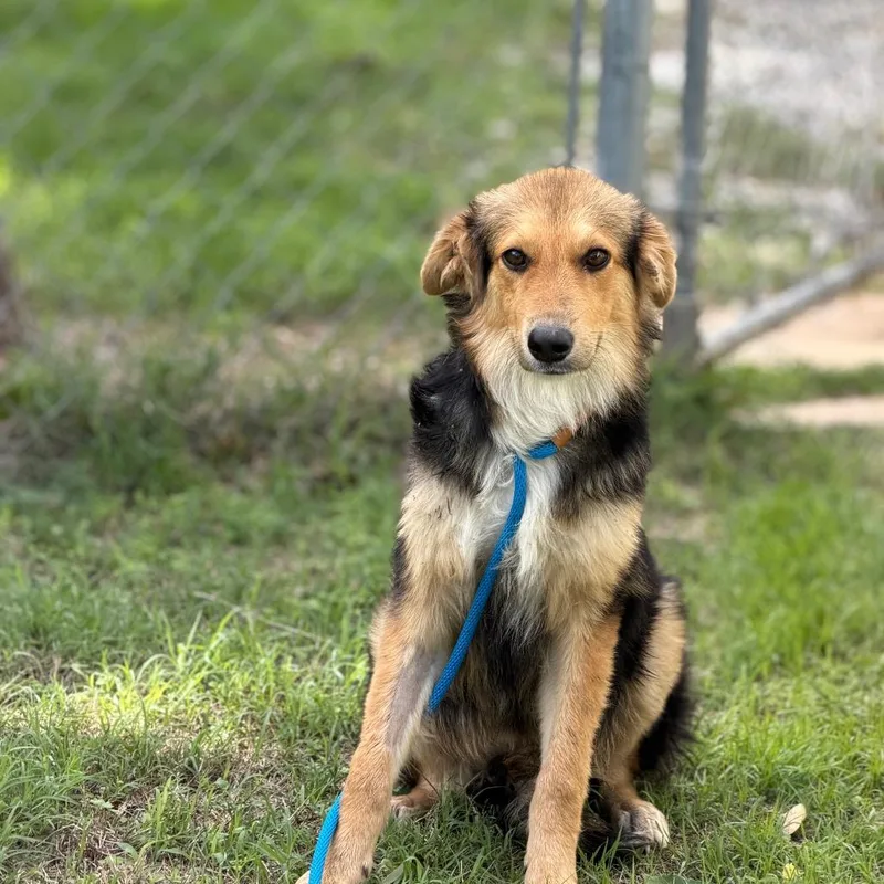 A young small-sized female Mixed Breed dog named Sip for adoption in Pauls Valley, OK