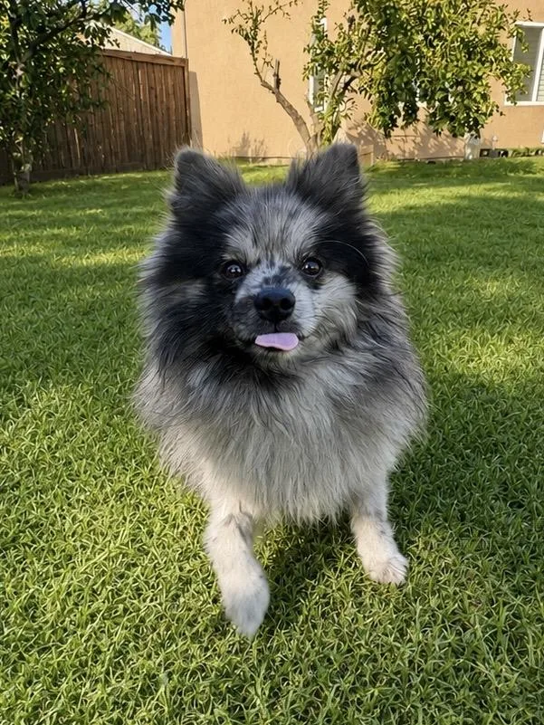 A young small-sized male Gray / Blue / Silver Pomeranian dog named Kenny for adoption in Coachella, CA