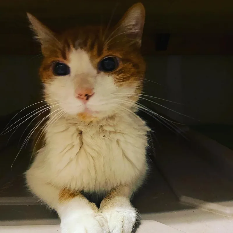 A senior large-sized male Orange / Red Domestic Short Hair cat named Antonio Banderas  Special for adoption in Union, MO