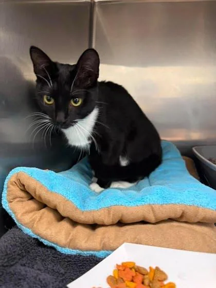 A baby small-sized female Black & White / Tuxedo Domestic Short Hair cat named Herb for adoption in Annapolis, MD