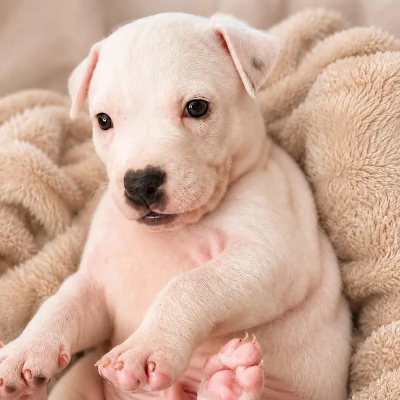 A baby large-sized male White / Cream Mixed Breed dog named Christian Diog for adoption in Cranston, RI