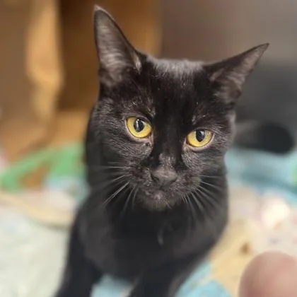 A baby small-sized female Black Domestic Short Hair cat named Ursula for adoption in Atlanta, GA
