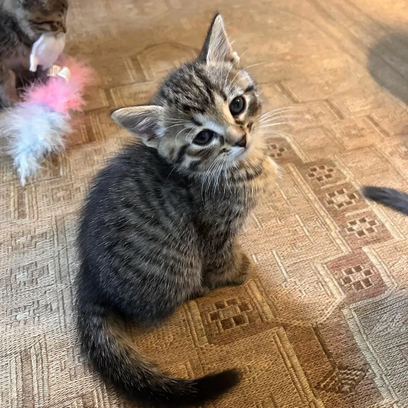 A baby small-sized male Brown / Chocolate Domestic Short Hair cat named Jade for adoption in St. Paul, MN