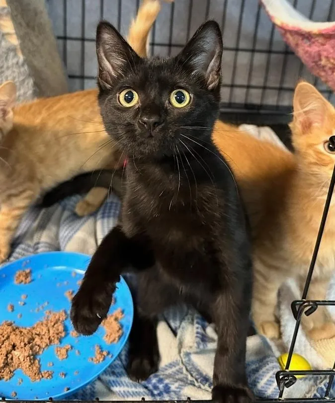 A baby small-sized male Black Domestic Short Hair cat named Bubbles for adoption in Woodbridge, VA