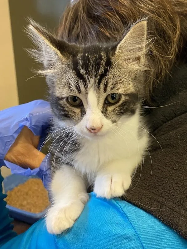 A baby small-sized male Domestic Short Hair cat named Buddy for adoption in Monterey, CA