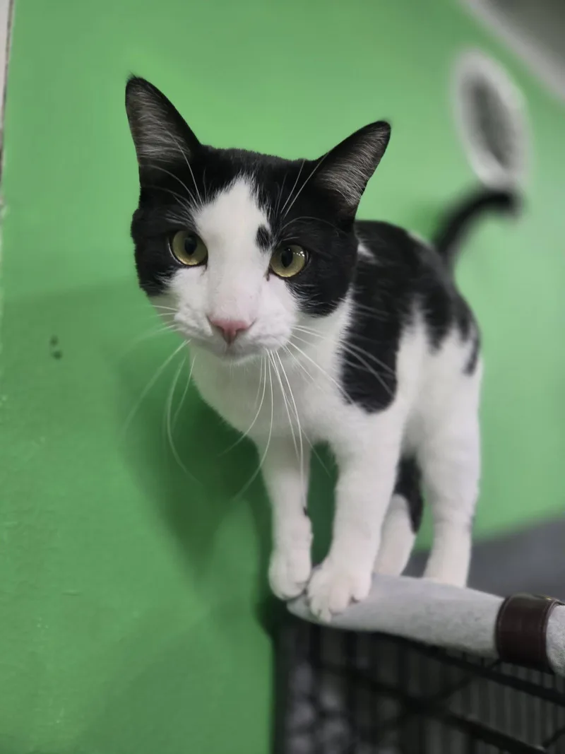 A young medium-sized male Black & White / Tuxedo Domestic Short Hair cat named Gilligan for adoption in Adrian, MI
