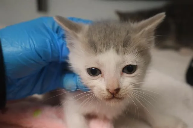 A baby small-sized female Domestic Short Hair cat named Oakley for adoption in Columbia, SC