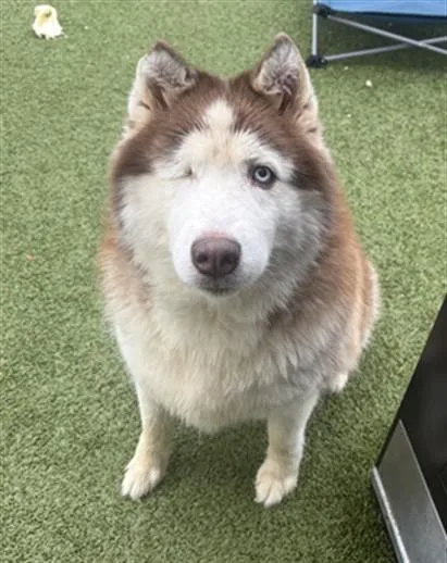 An adult large-sized female Siberian Husky dog named Blinky for adoption in Toledo, OH