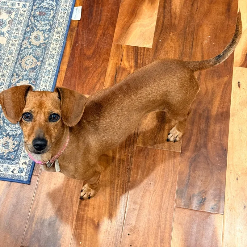 A young small-sized female Chihuahua dog named Catina for adoption in Spring hill, TN