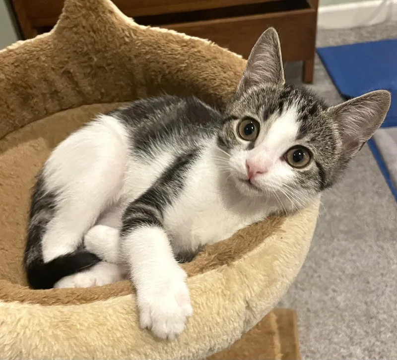 A baby small-sized female Tabby cat named Orzo for adoption in Burbank, CA