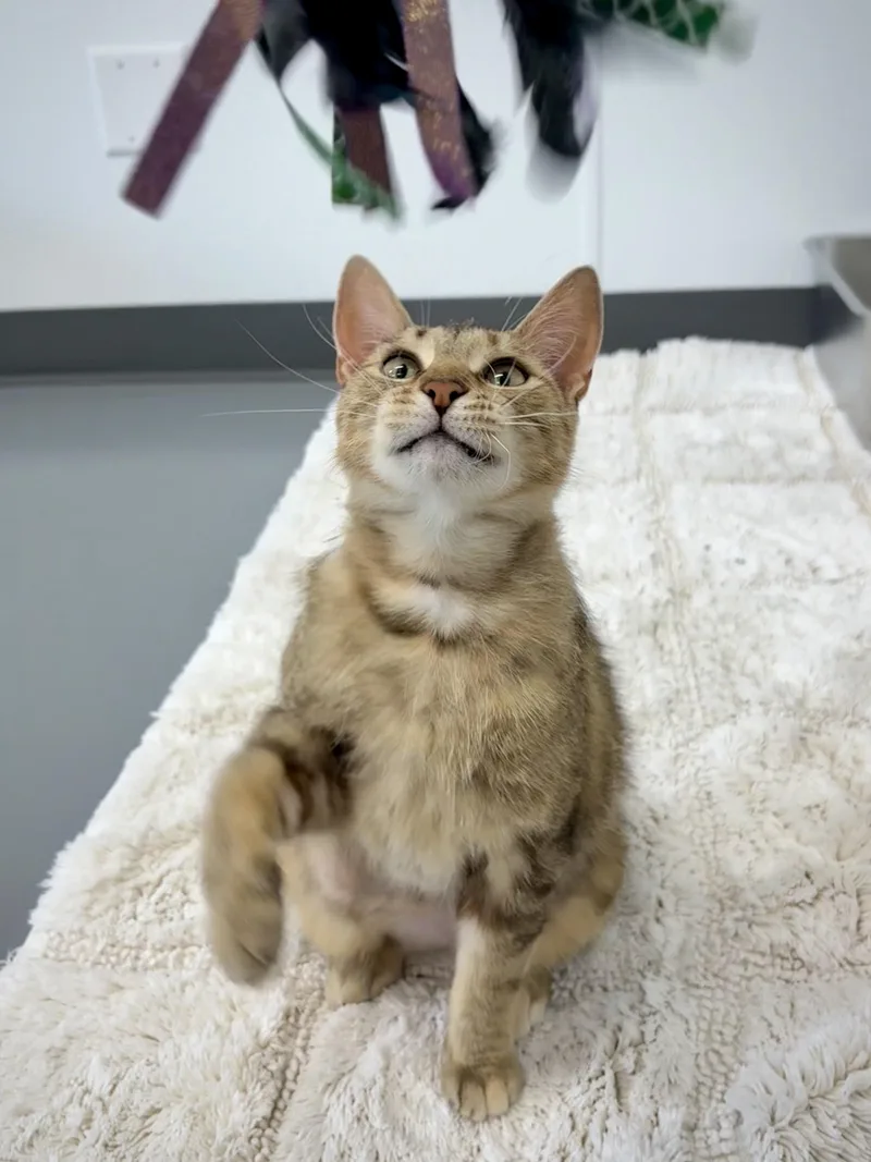 A young medium-sized female Tabby (Brown / Chocolate) Domestic Short Hair cat named Nala for adoption in Kalamazoo, MI