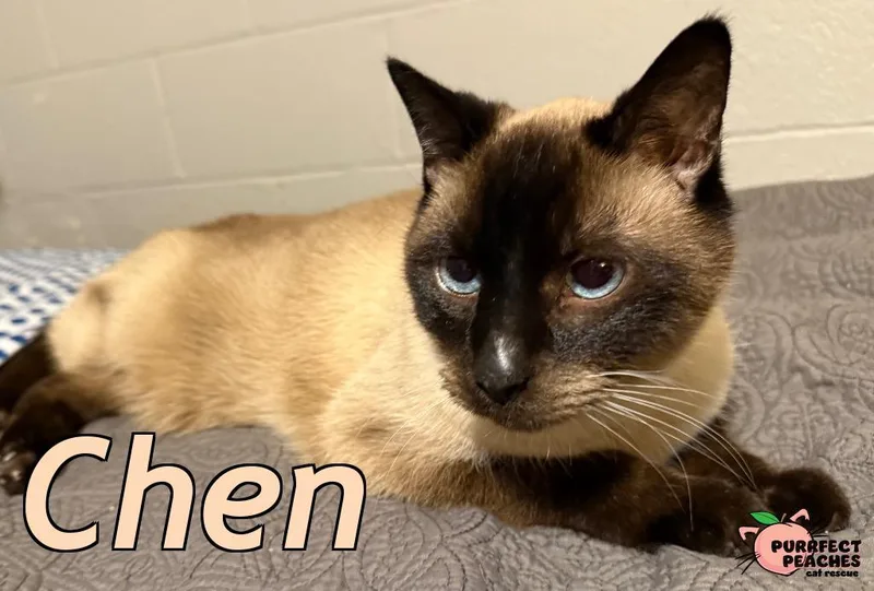 Chen thumbnail 4