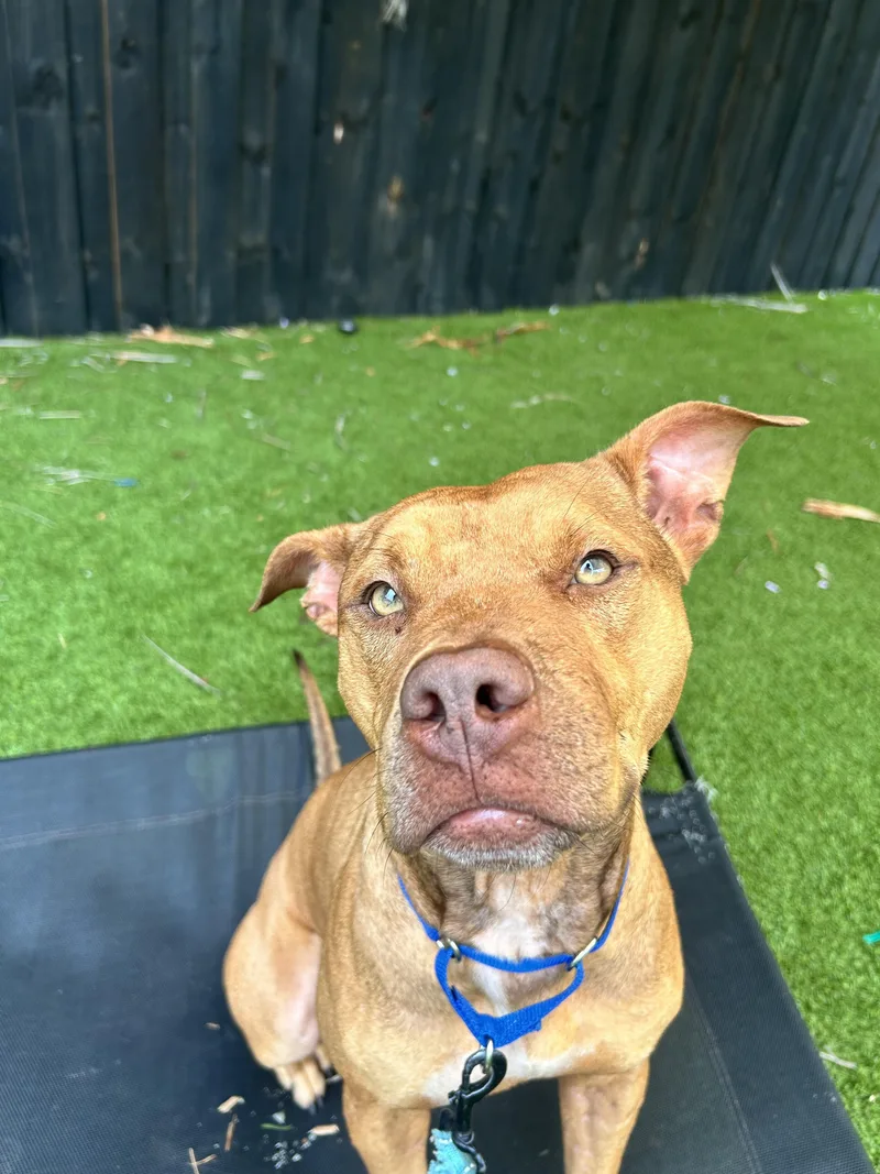 A young medium-sized male Golden Pit Bull Terrier dog named Atlas for adoption in North Miami, FL