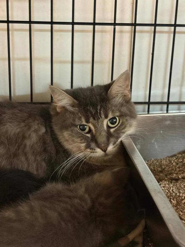 An adult large-sized female Domestic Medium Hair cat named Ash for adoption in Lockhart, TX