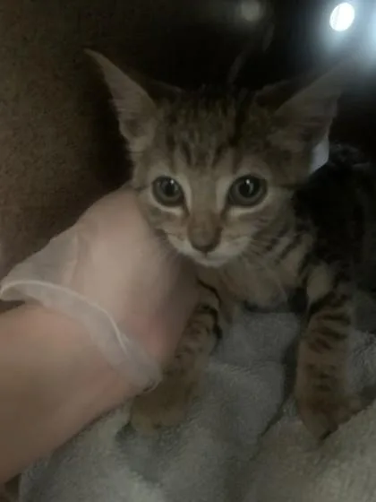 A baby small-sized female Domestic Short Hair cat named Brittany for adoption in New Orleans, LA