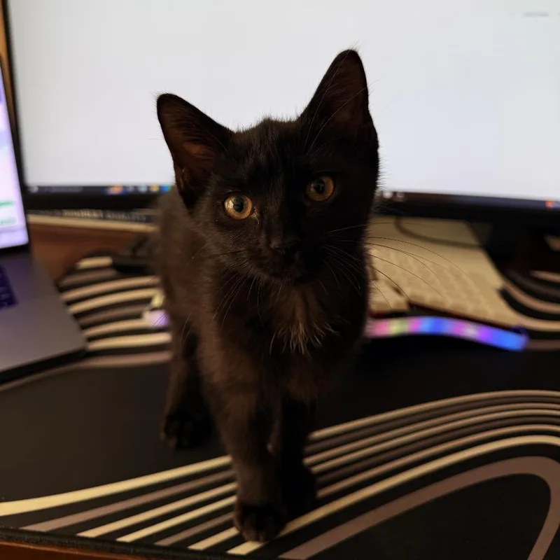 A baby small-sized male Domestic Short Hair cat named Atlas for adoption in Charlotte, NC