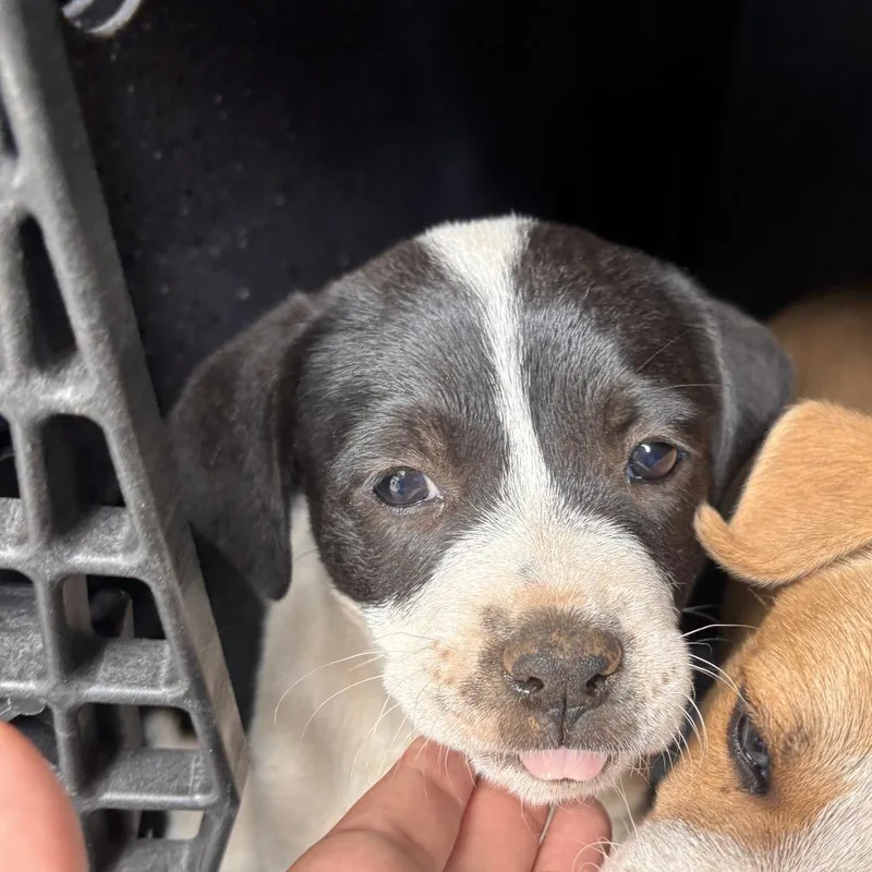 A baby medium-sized female Black Labrador Retriever dog named Soup for adoption in Austin, TX