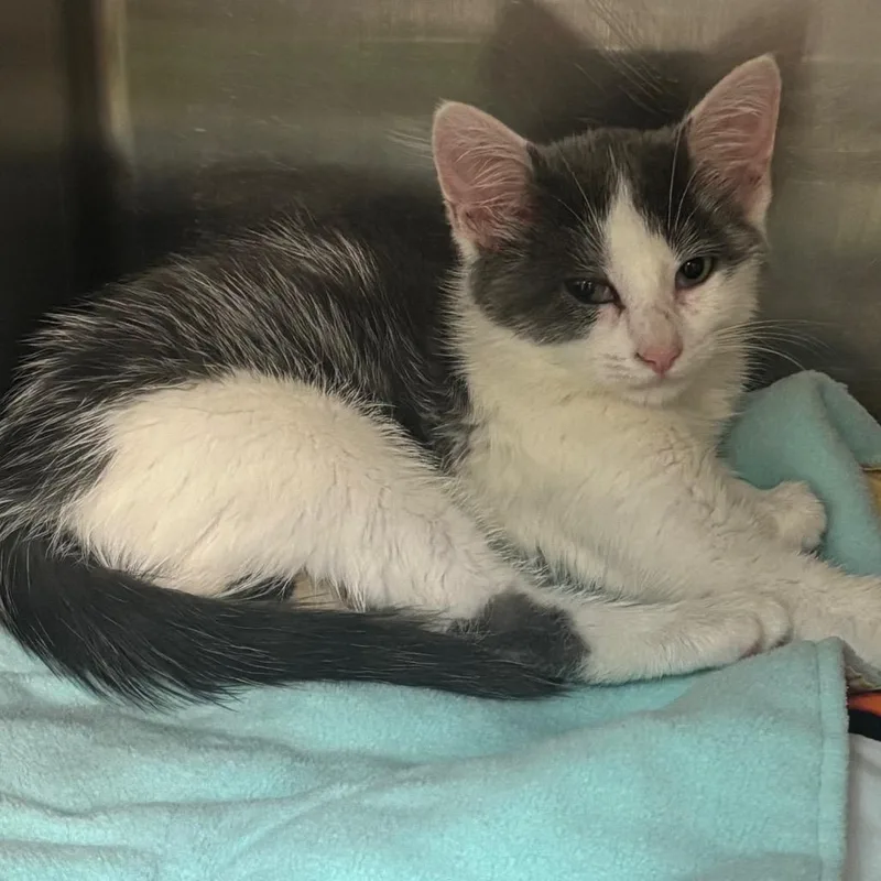 A baby small-sized male Gray / Blue / Silver Domestic Short Hair cat named Wheels for adoption in Newark, NJ