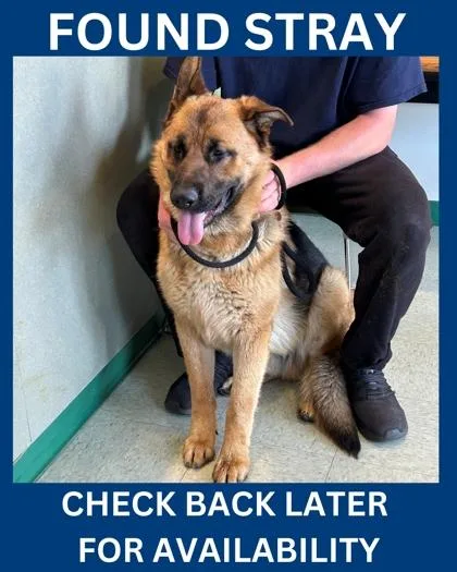 An adult large-sized male German Shepherd Dog dog named Linear for adoption in Hamilton, NJ