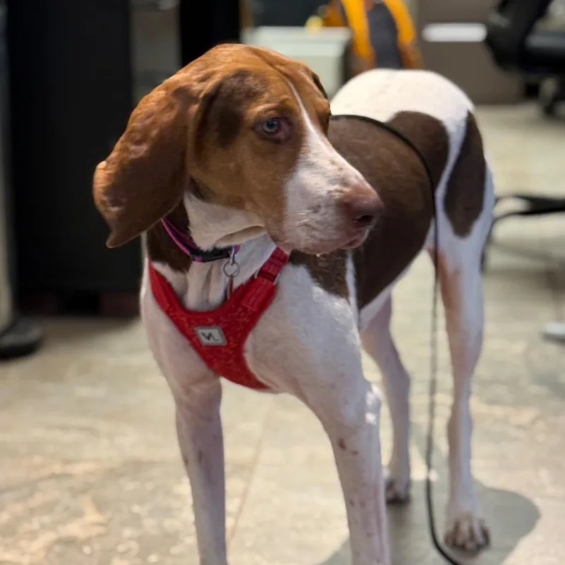 An adult large-sized female Brown / Chocolate Mixed Breed dog named Annie for adoption in Park City, UT