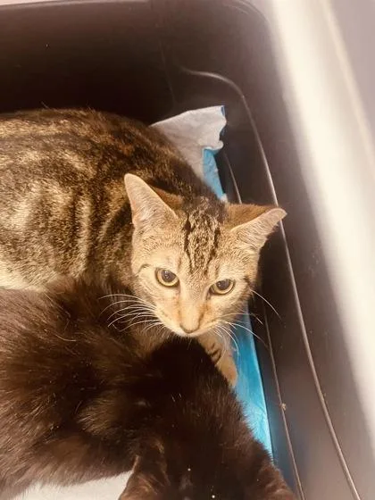 A young medium-sized male Domestic Short Hair cat named Swirl for adoption in Palm Coast, FL