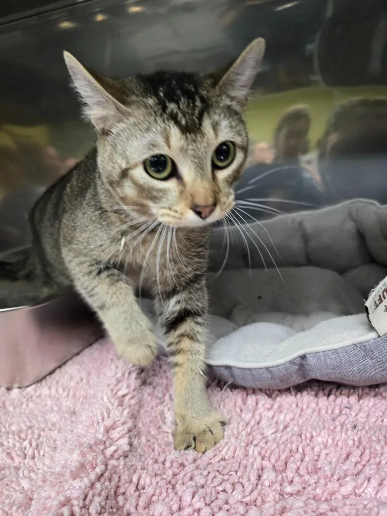A baby small-sized male Domestic Short Hair cat named Toby for adoption in Maumelle, AR