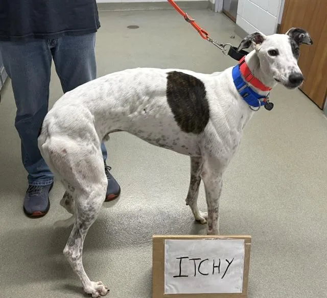 An adult large-sized male Greyhound dog named Lee Itchy for adoption in Tarpon Springs, FL