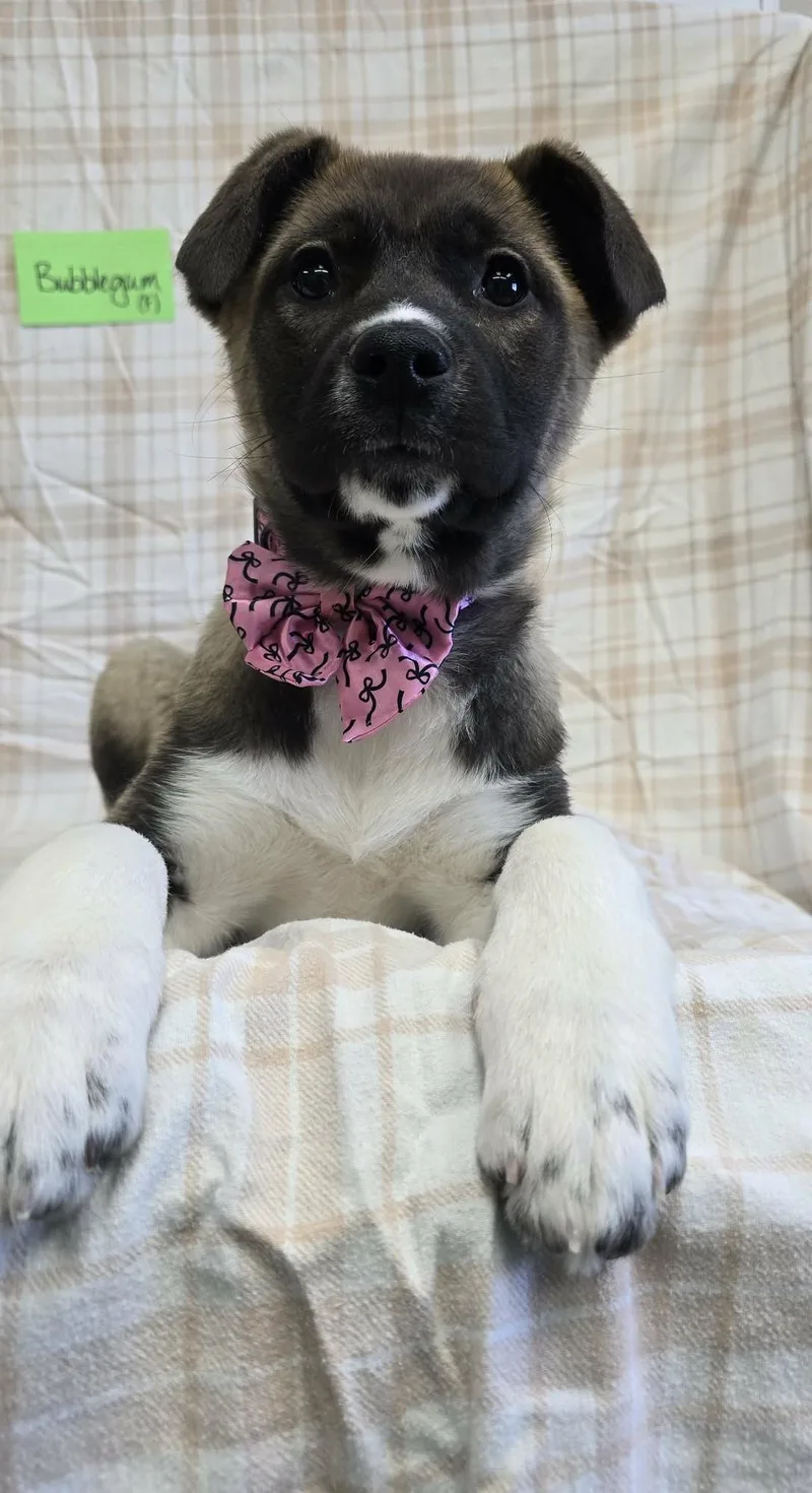 Bubble Gum thumbnail 2