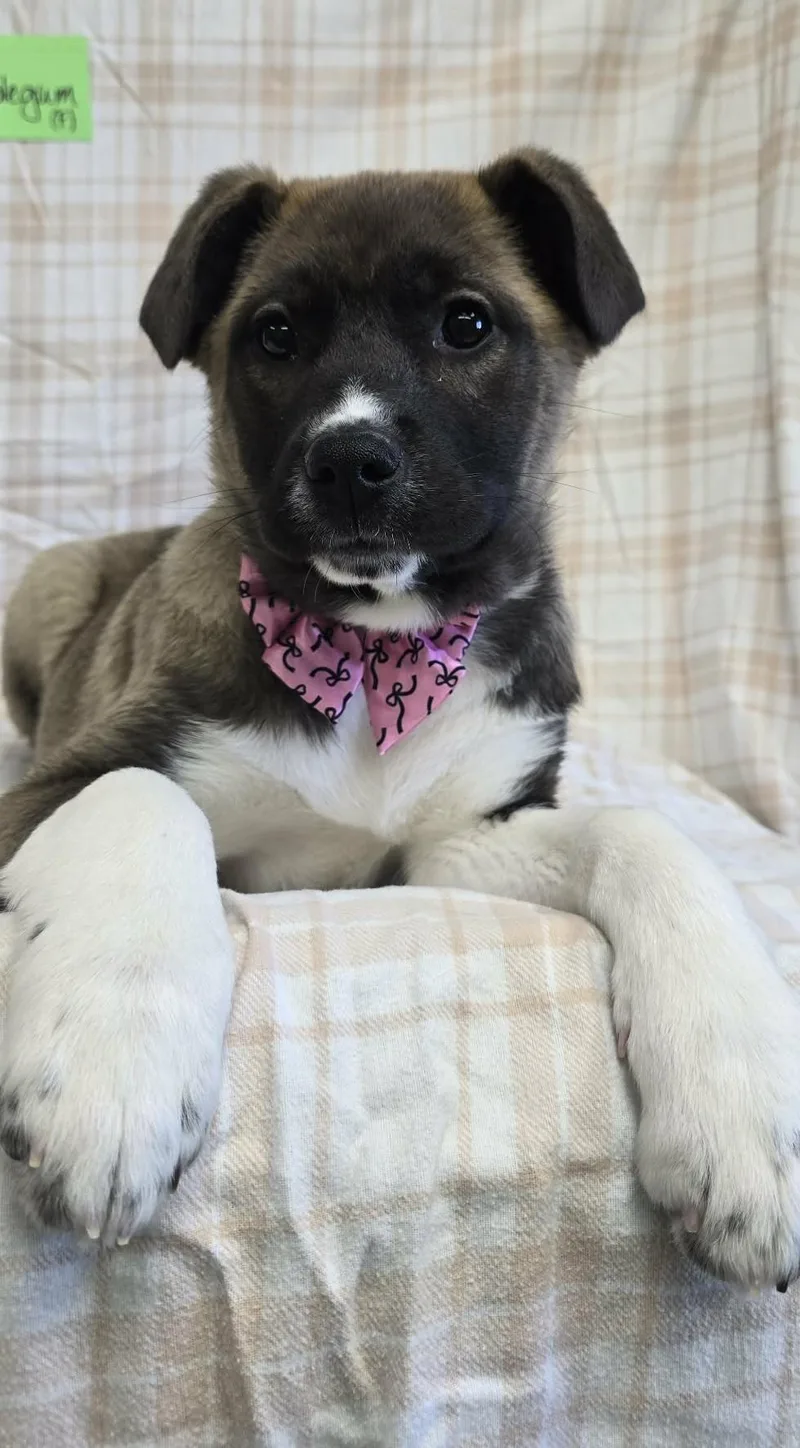 Bubble Gum thumbnail 3