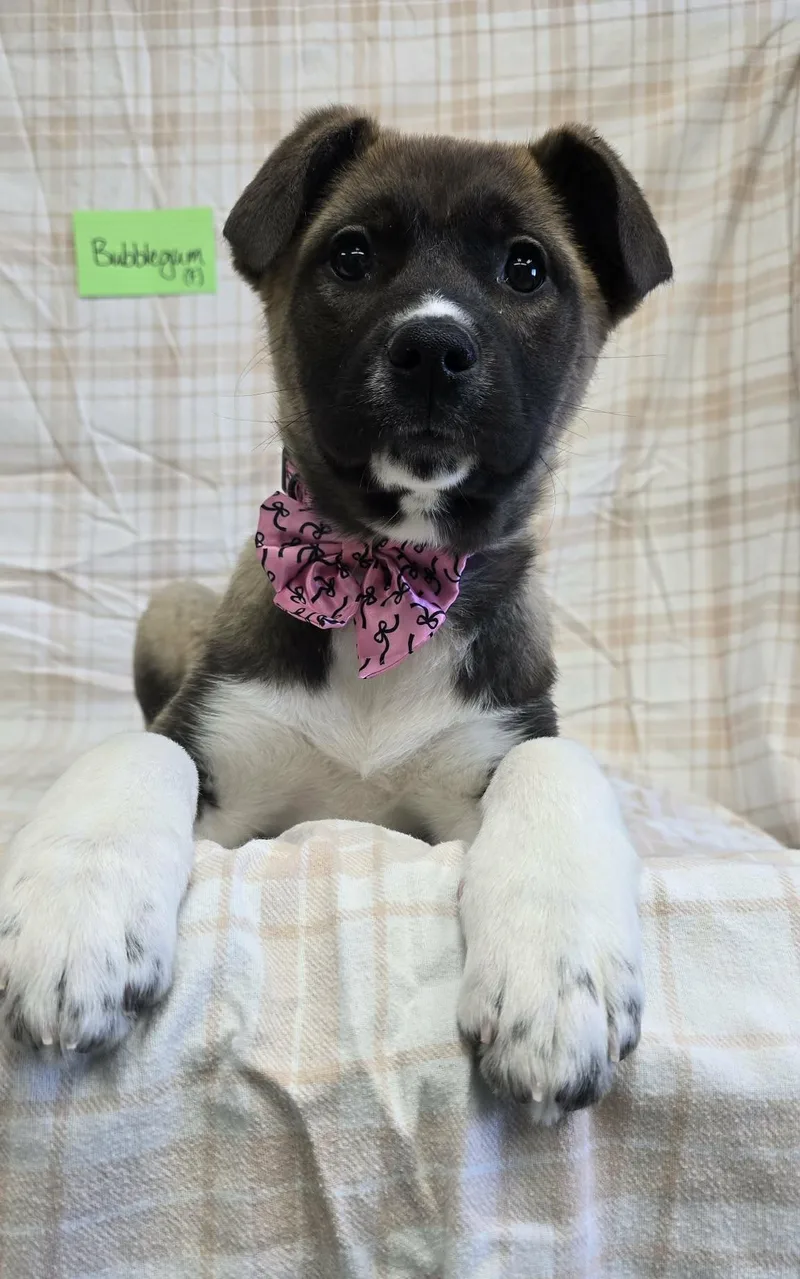 Bubble Gum thumbnail 4