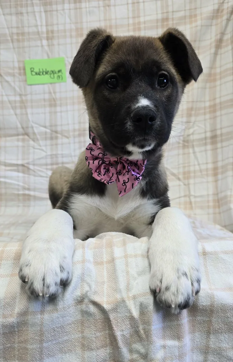 Bubble Gum thumbnail 5