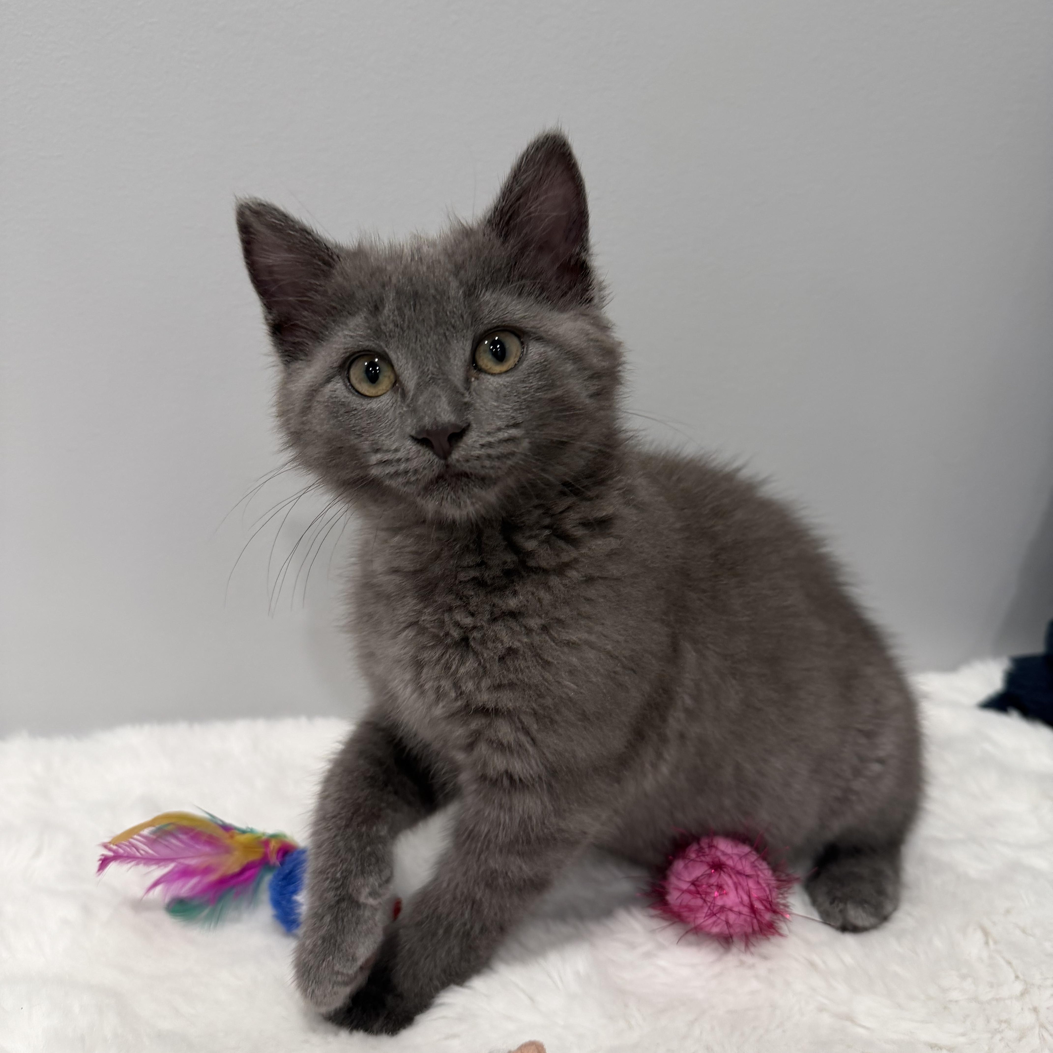 A baby medium-sized female Gray / Blue / Silver Domestic Short Hair cat named Meredith for adoption in Chicago, IL