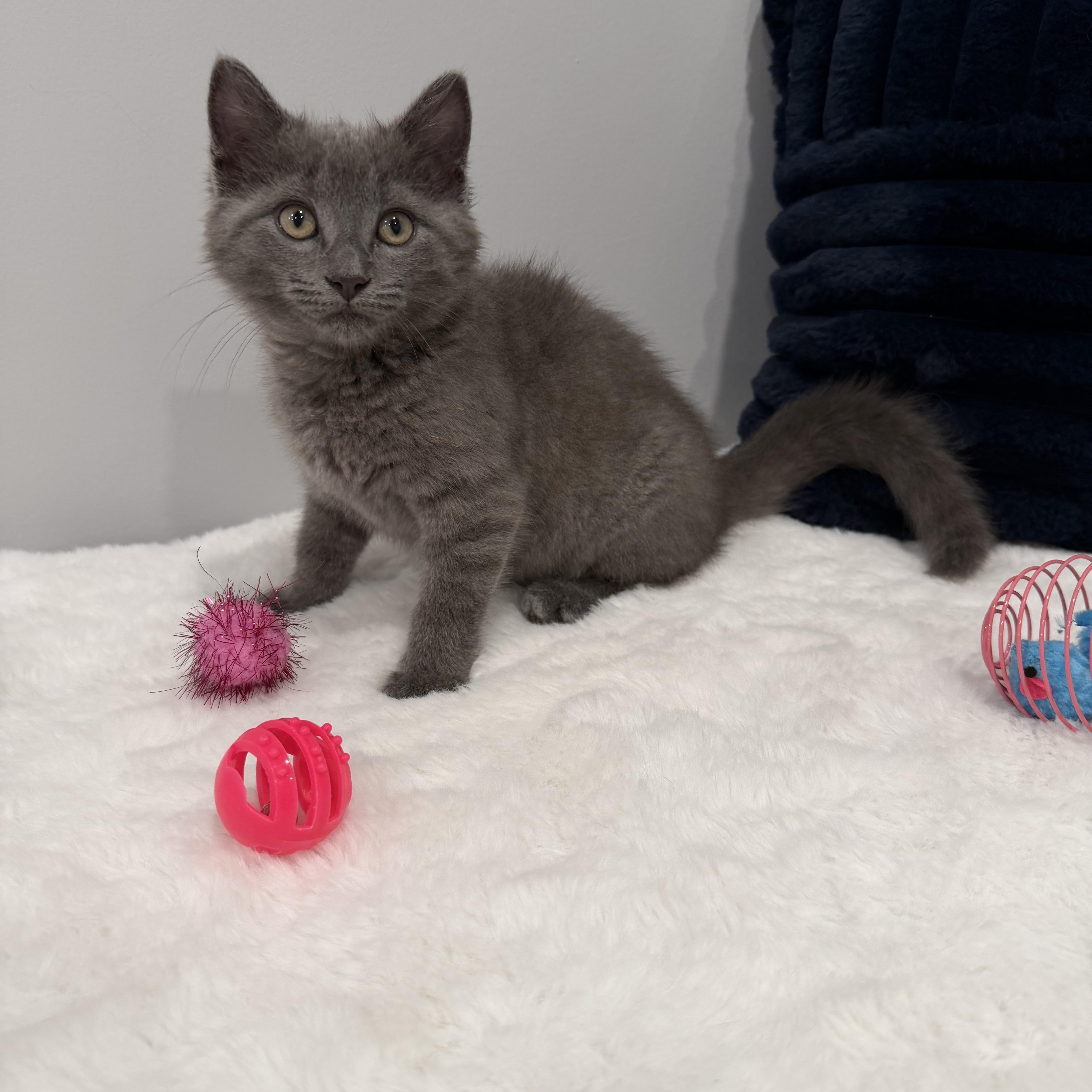 Meredith thumbnail 5