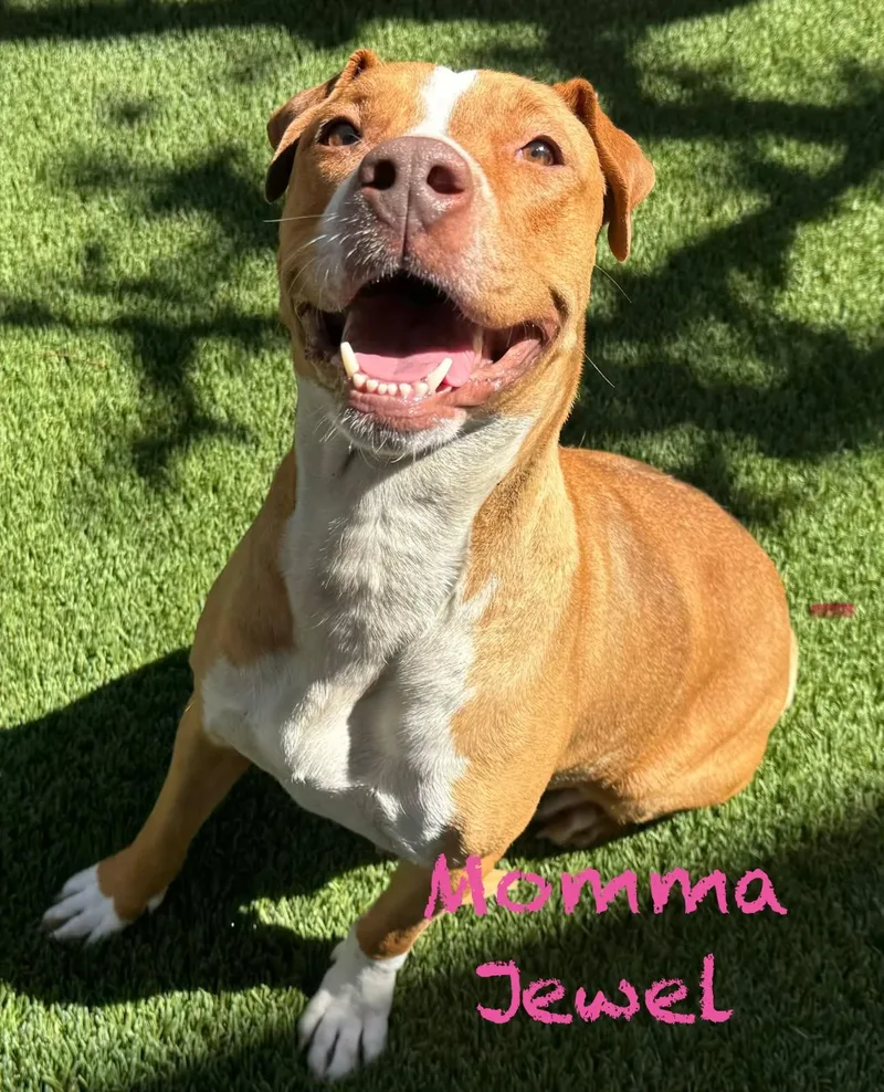 An adult large-sized female Pit Bull Terrier dog named Jewel for adoption in Mission Viejo, CA