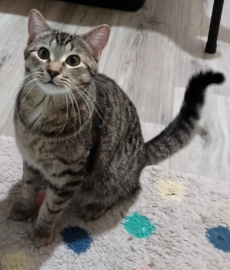 An adult medium-sized male Tabby (Brown / Chocolate) Domestic Short Hair cat named Darkwing for adoption in Milwaukee, WI