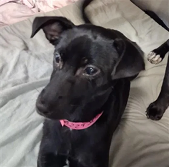 A baby small-sized male Chihuahua dog named Terry for adoption in Los Angeles, CA