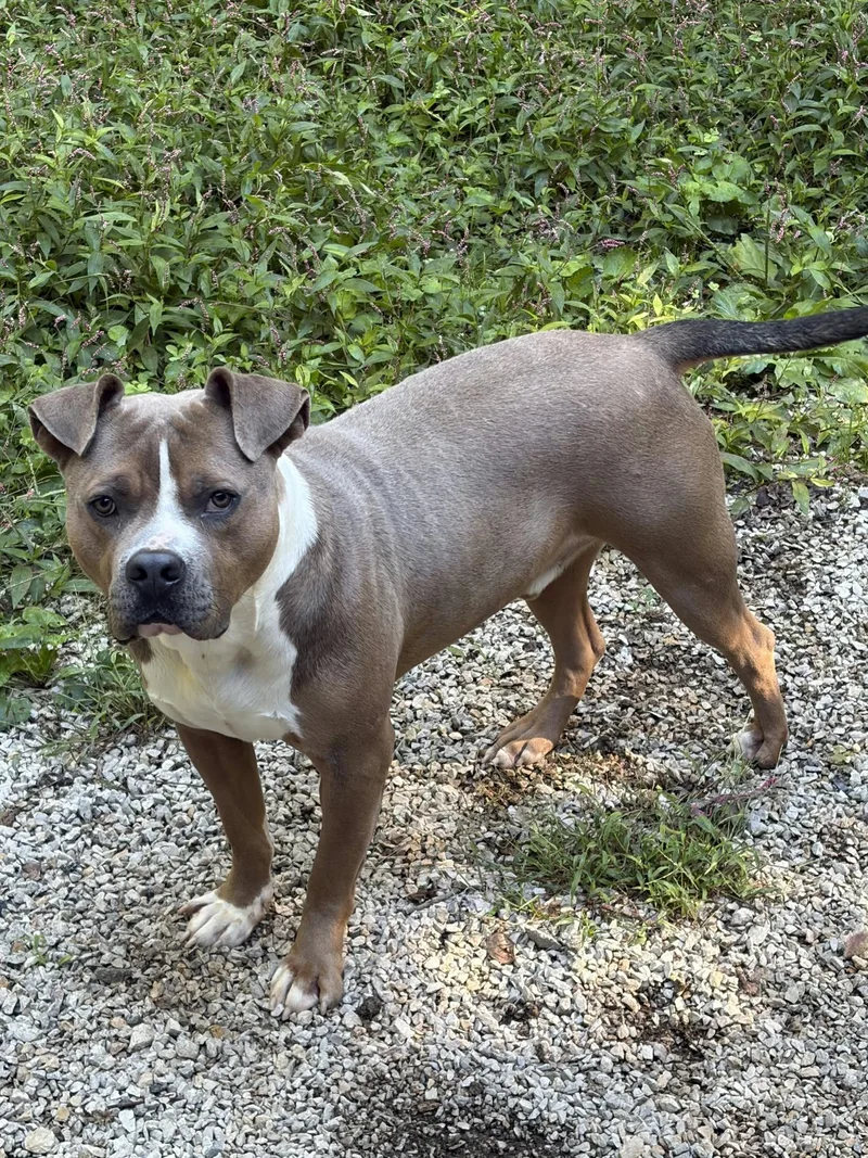 An adult large-sized male American Bulldog dog named Ryan for adoption in Frenchburg, KY
