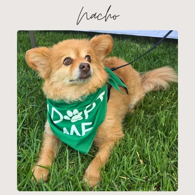 Nacho thumbnail 3
