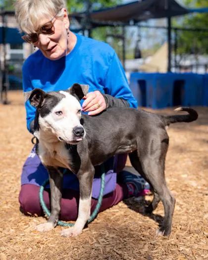 An adult medium-sized female Mixed Breed dog named Xaz for adoption in Chamblee, GA