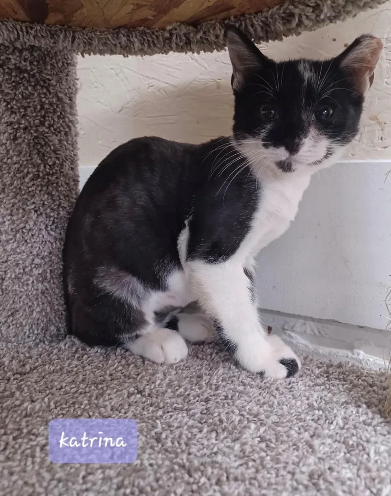 A baby medium-sized female Black & White / Tuxedo Domestic Short Hair cat named Katrina for adoption in Walworth, WI