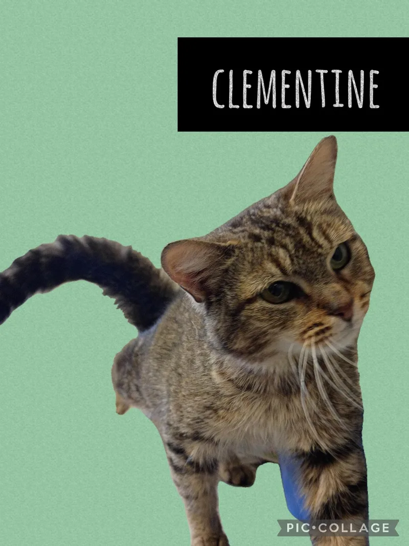 An adult small-sized female Tabby cat named Clementine for adoption in Muncie, IN
