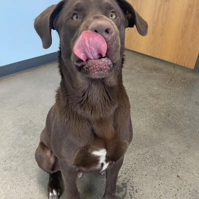 A baby large-sized male Brown / Chocolate Mixed Breed dog named Grizz for adoption in Mishawaka, IN