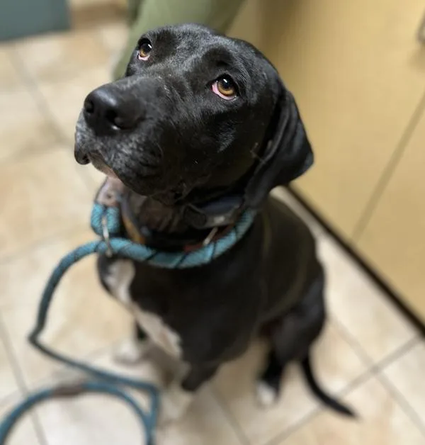 An adult large-sized female Hound dog named Stella for adoption in Troutdale, OR