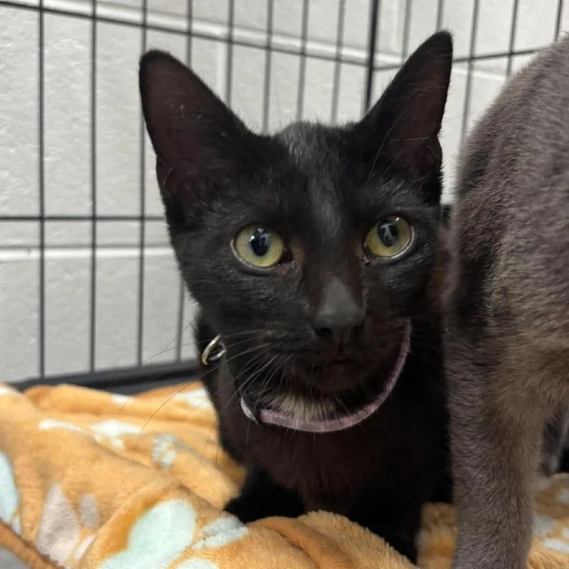 A baby small-sized female Domestic Short Hair cat named Mystic for adoption in Rocky Mount, VA