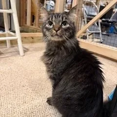A young medium-sized male Black Domestic Medium Hair cat named Alfie  The most for adoption in Bristow, VA