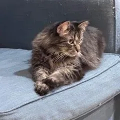 Alfie  The most thumbnail 2