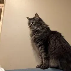 Alfie  The most thumbnail 3